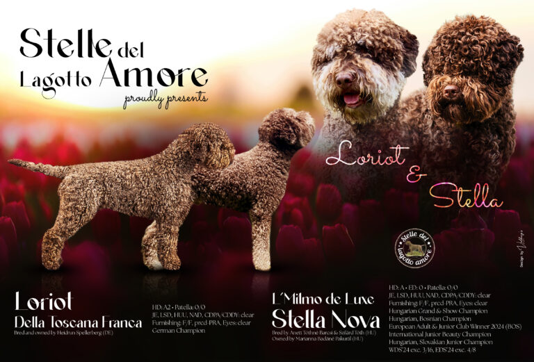 Litter announcement for Kennel Stelle del Lagotto Amore
